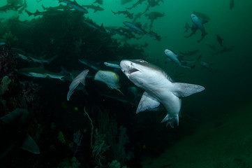 Banded Hound Shark Feeding Frenzy Underwater in Chiba, Japan