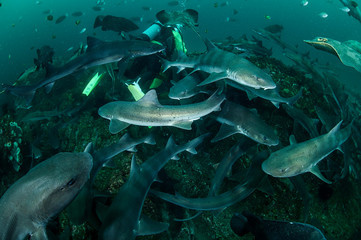 Fototapeta premium Banded Hound Shark Feeding Frenzy Underwater in Chiba, Japan