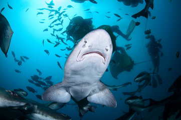 Fototapeta premium Banded Hound Shark Feeding Frenzy Underwater in Chiba, Japan