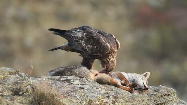 Aguila real come de un zorro muerto