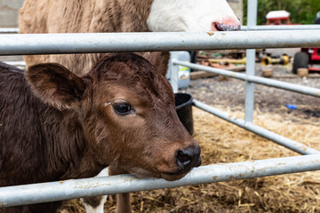 Fototapeta premium Calf looking out a gate on the farm. 