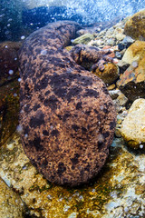 Japanese Giant Salamander in Mountain River of Gifu, Japan