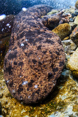 Japanese Giant Salamander in Mountain River of Gifu, Japan