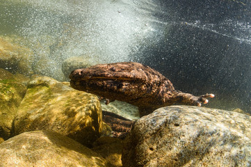 Japanese Giant Salamander in Mountain River of Gifu, Japan