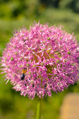 Decorative onion flowers in pink color, allium
