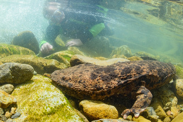 Japanese Giant Salamander in Mountain River of Gifu, Japan