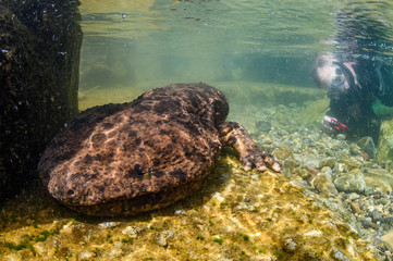 Naklejka premium Japanese Giant Salamander in Mountain River of Gifu, Japan