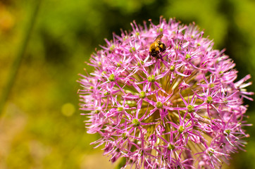 Decorative onion flowers in pink color, allium