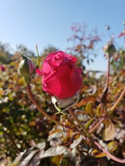 Rose, beauty, floribunda, full bloom