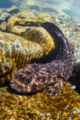 Japanese Giant Salamander in Mountain River of Gifu, Japan