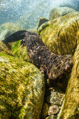 Japanese Giant Salamander in Mountain River of Gifu, Japan