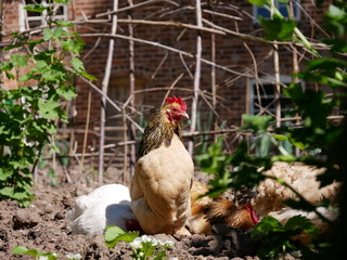 Chicken