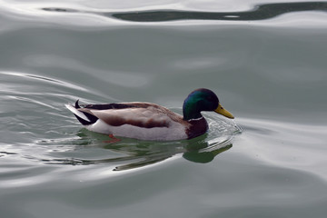 Swimminga male wild duck
