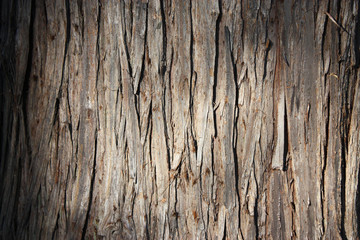杉の樹皮