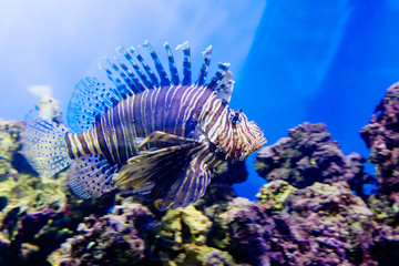 Lionfish. It has wide grey, brown and red stripes all over its body and a long fin, which makes it look like a predatory lion. These are predatory fish.