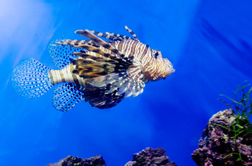Lionfish. It has wide grey, brown and red stripes all over its body and a long fin, which makes it look like a predatory lion. These are predatory fish.