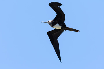 オオグンカンドリ幼鳥(Great Frigatebird)