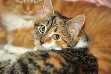 red and white cat with tricolor kitten