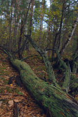 Fototapeta premium tree in forest