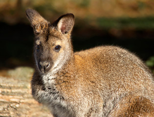 portrait of small kangaroo