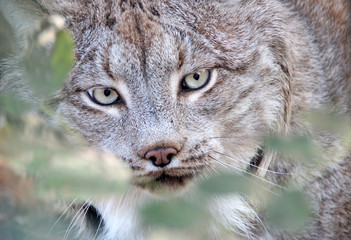 portrait of a lynx