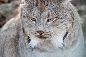 lynx lynx 