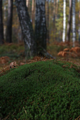 autumn leaves in forest
