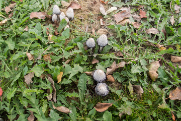 Mushrooms in the park