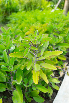 Miracle leaf (Bryophyllum pinnatum). The plant is a succulent plant.