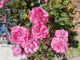 bloom, pinks, petal, spring, flora, bush, leaf, color, love