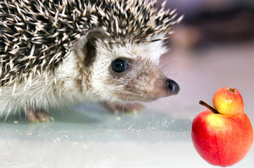 African hedgehog sniffs an unusual double apple. Genetically modified apple