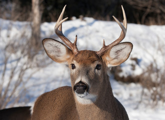 Fototapeta premium White-tailed deer buck walking through the meadow during the autumn rut in Canada