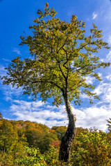 秋晴れの中の紅葉