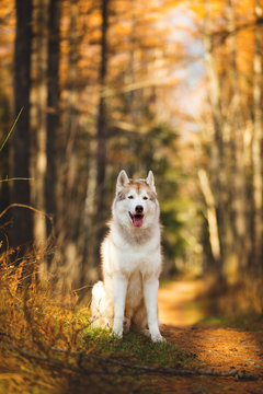 Portrait of beautiful, happy and free Beige dog breed Siberian Husky sitting in the bright golden fall forest at sunset