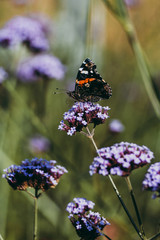 butterfly on flower