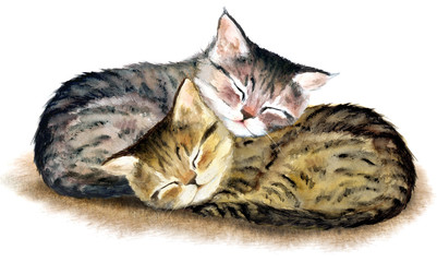 Two сute sleeping tabby kittens. Hand drawn watercolor. - 233546495