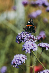 butterfly on a flower with green purple bokeh