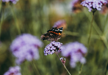 butterfly on a flower with green purple bokeh