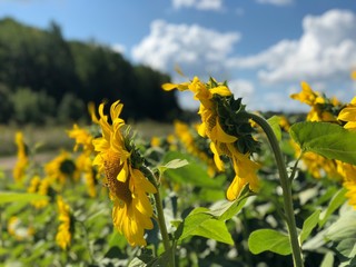 Plantation of sunflowers against the blue sky