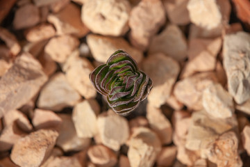 crassula buddhas temple