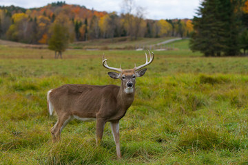 White-tailed deer buck walking through the meadow during the rut in autumn in Canada