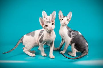 Don Sphinx cat on colored backgrounds