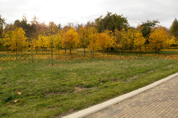 Autumn Park