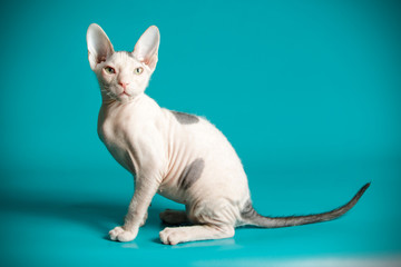Don Sphinx cat on colored backgrounds