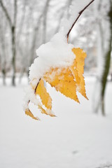 leaf in snow