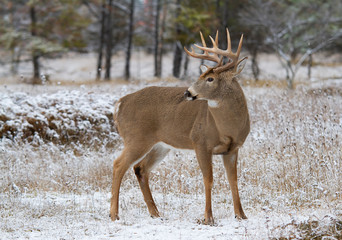 Fototapeta premium White-tailed deer buck standing in meadow in the winter snow in Canada