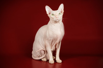 Don Sphinx cat on colored backgrounds