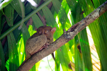 tarsier