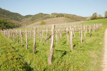 Fototapeta premium Vineyard on sunny day in early spring in western Slvenia euope