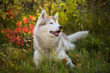 Obraz premium Profile Portrait of cutesiberian Husky dog lying in the bright fall forest at sunset